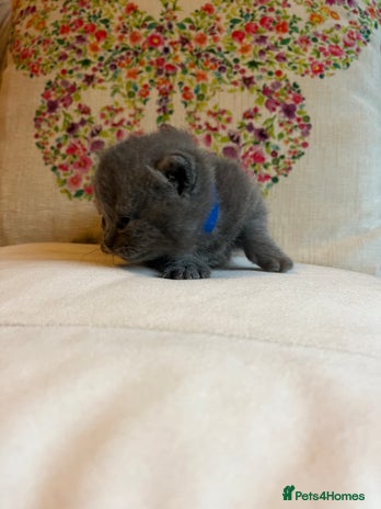 British Shorthair cats - Advert 2