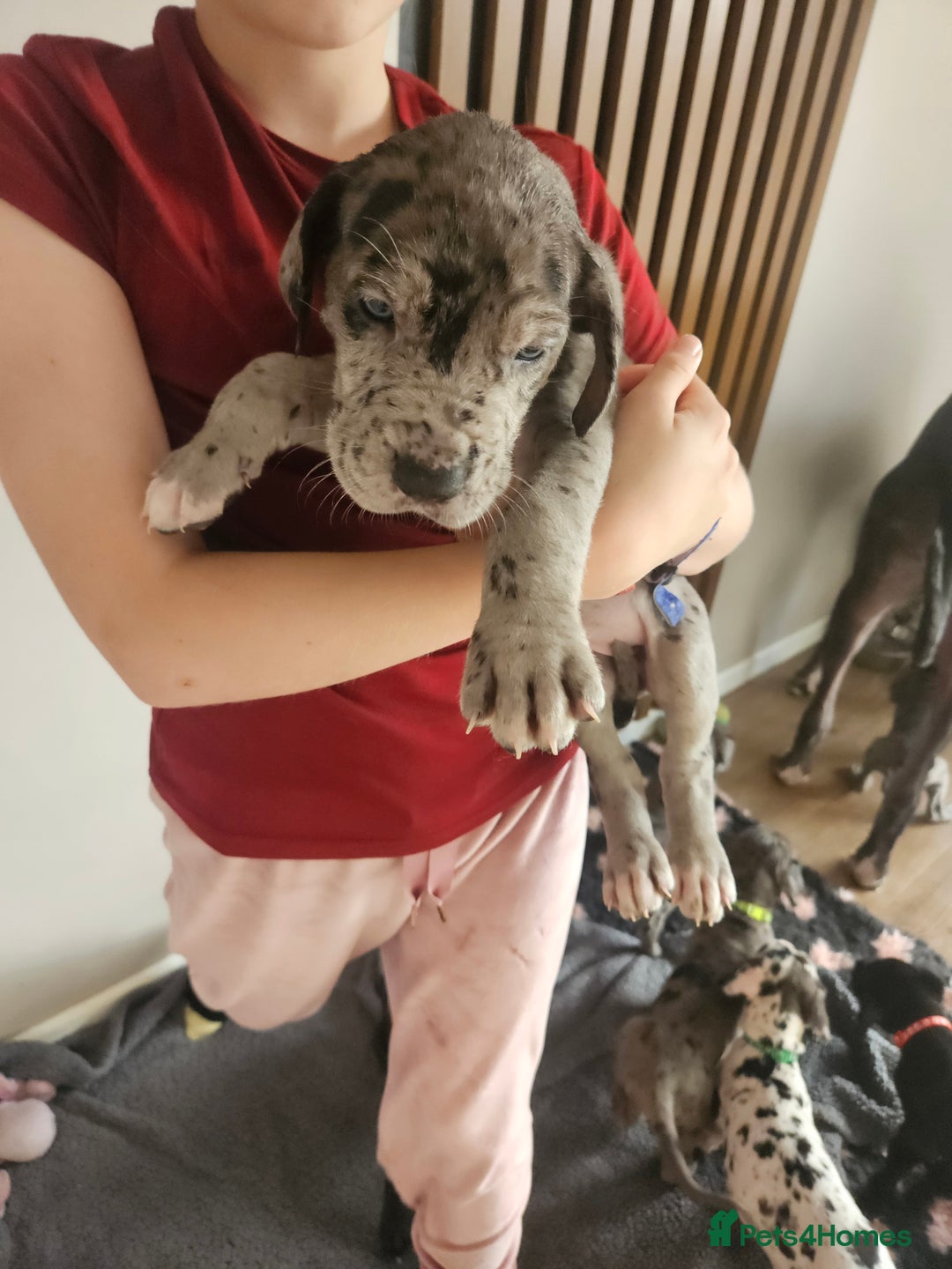 Great Dane dogs for sale: Great dane puppies  - Image 22
