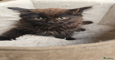 Mixed Breed cats - Advert 5