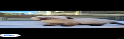 Scottish Fold cats for sale: 8 Scottish fold kittens - Advert 1