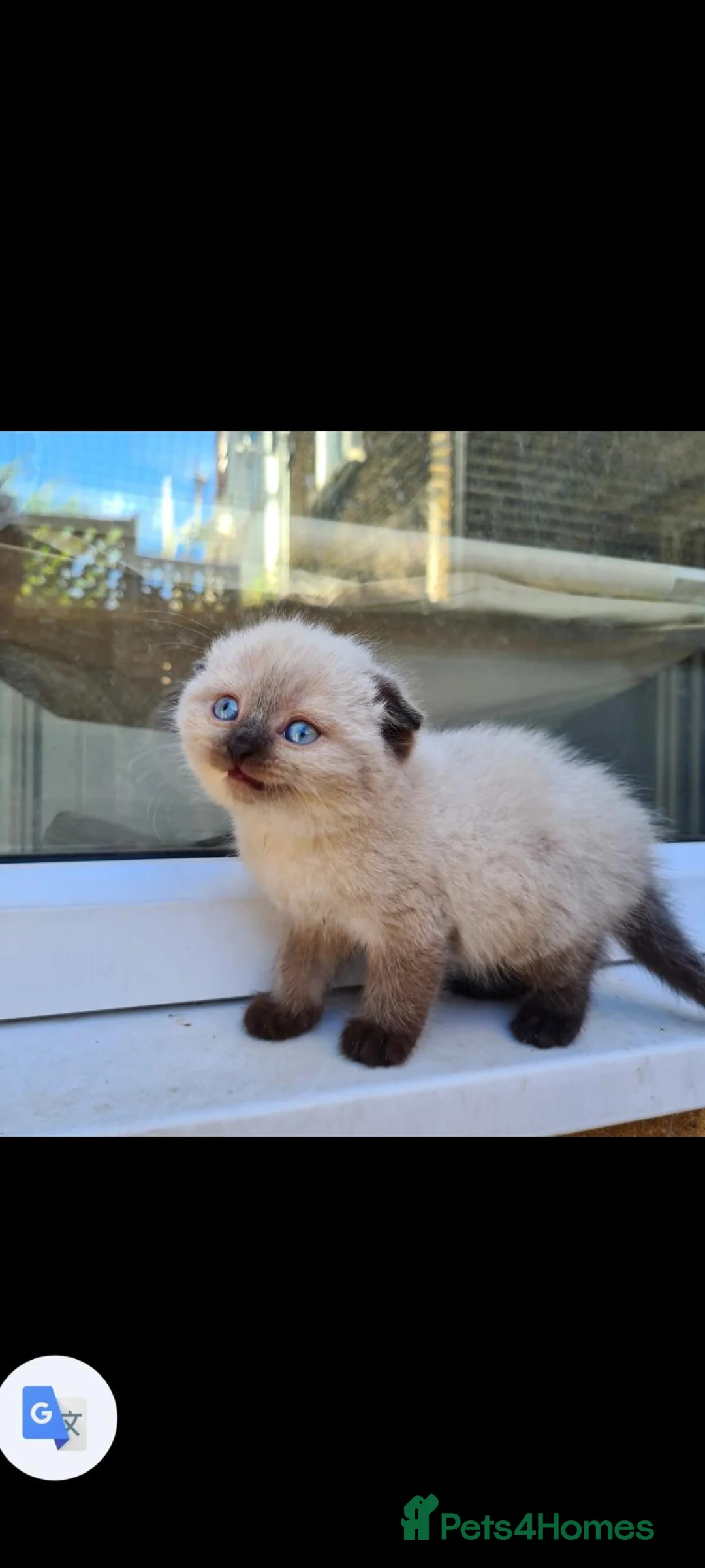 Scottish Fold cats for sale: 8 Scottish fold kittens - Advert 1