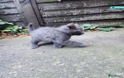 Mixed Breed cats for sale: British Shorthair mixed - Image 4
