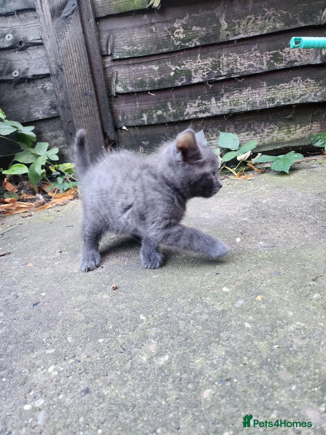 Mixed Breed cats for sale: British Shorthair mixed - Image 4