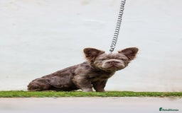 French Bulldog dogs for sale: Fluffy Big rope French bulldog  - Image 3