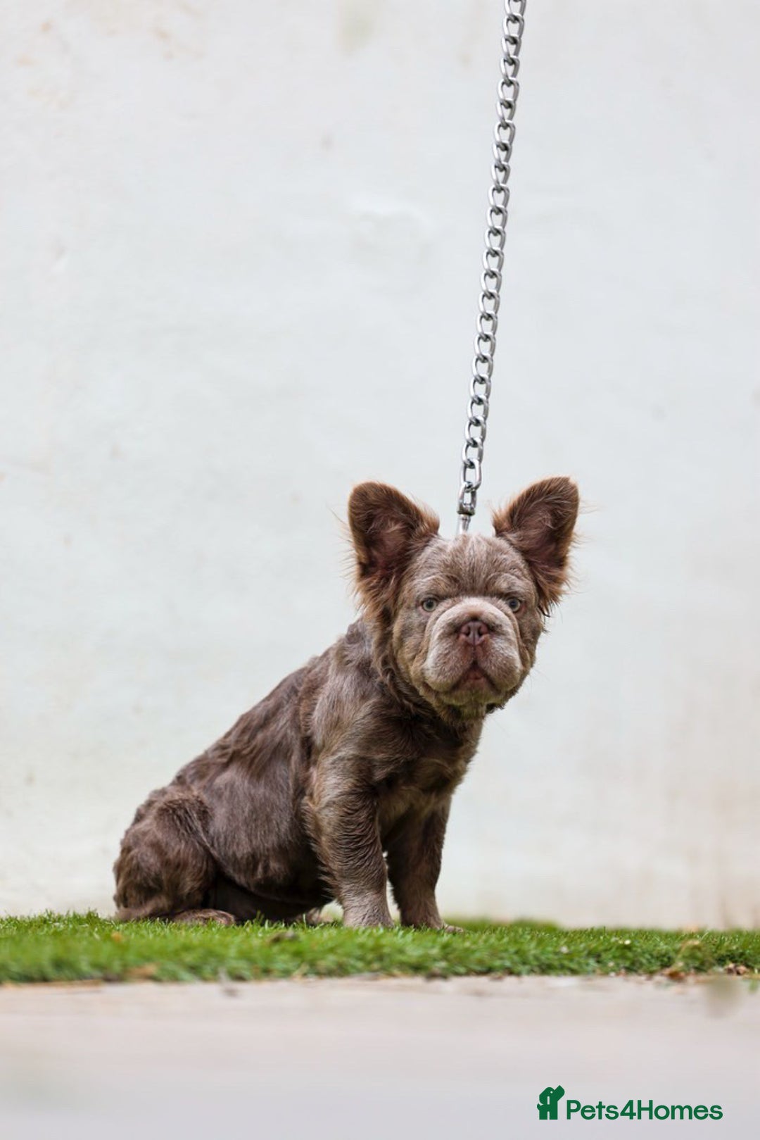 French Bulldog dogs for sale: Fluffy Big rope French bulldog  - Image 3