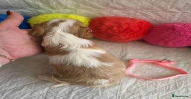 Cavapoo dogs - Advert 2