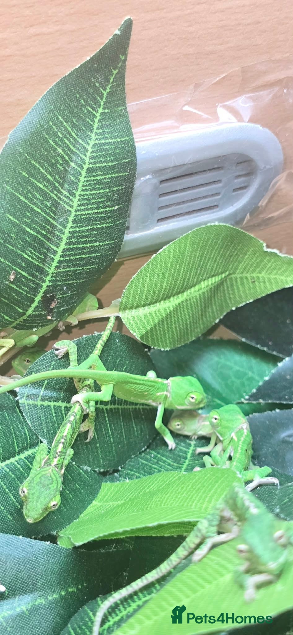 Chameleon reptiles CHAMELEONS VEILED  - Advert 9