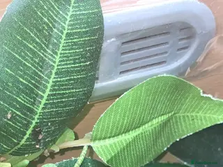 Chameleon reptiles CHAMELEONS VEILED - Advert 9