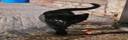 Mixed Breed cats for sale: 2 Black Male Barn Kittens  - Advert 1