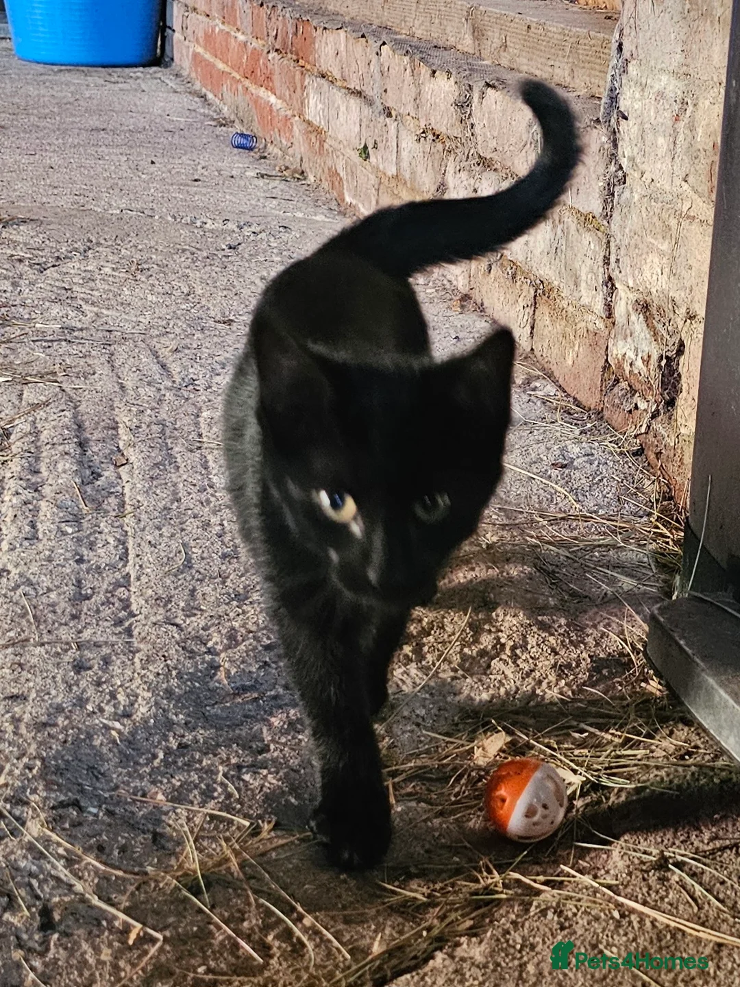 Mixed Breed cats for sale: 2 Black Male Barn Kittens  - Advert 1