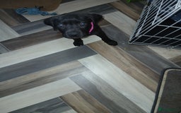 Staffordshire Bull Terrier dogs for sale: Staffordshire bull terror puppies  in London - Image 35