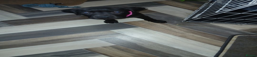Staffordshire Bull Terrier Puppy 6