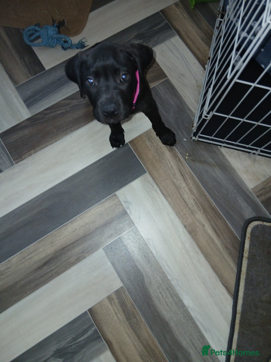 Staffordshire Bull Terrier dogs for sale: Staffordshire bull terror puppies  in London - Image 35