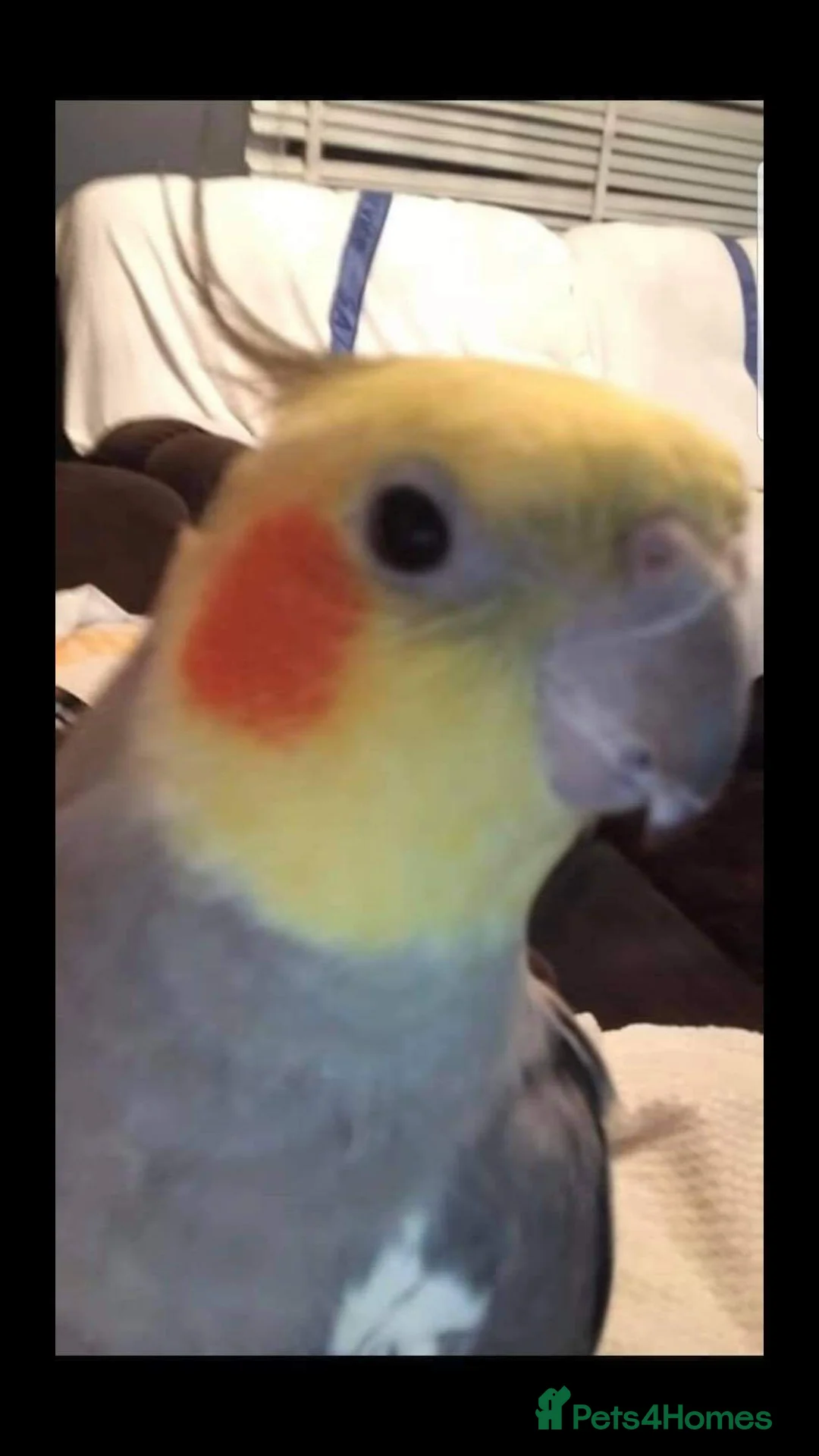 Parrots birds for sale: Birds/Parakeets/Parrots Available  - Advert 8