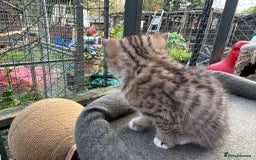 British Shorthair cats for sale: BSH for sale - Image 5