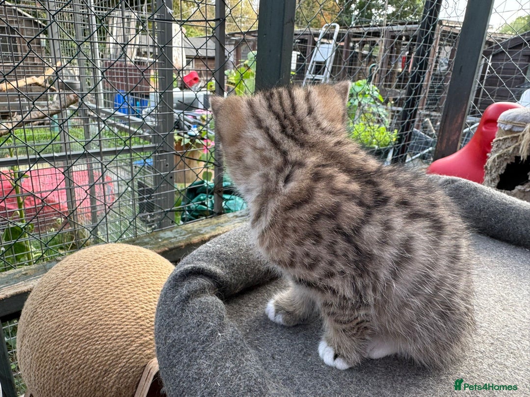 British Shorthair cats for sale: BSH for sale - Image 5