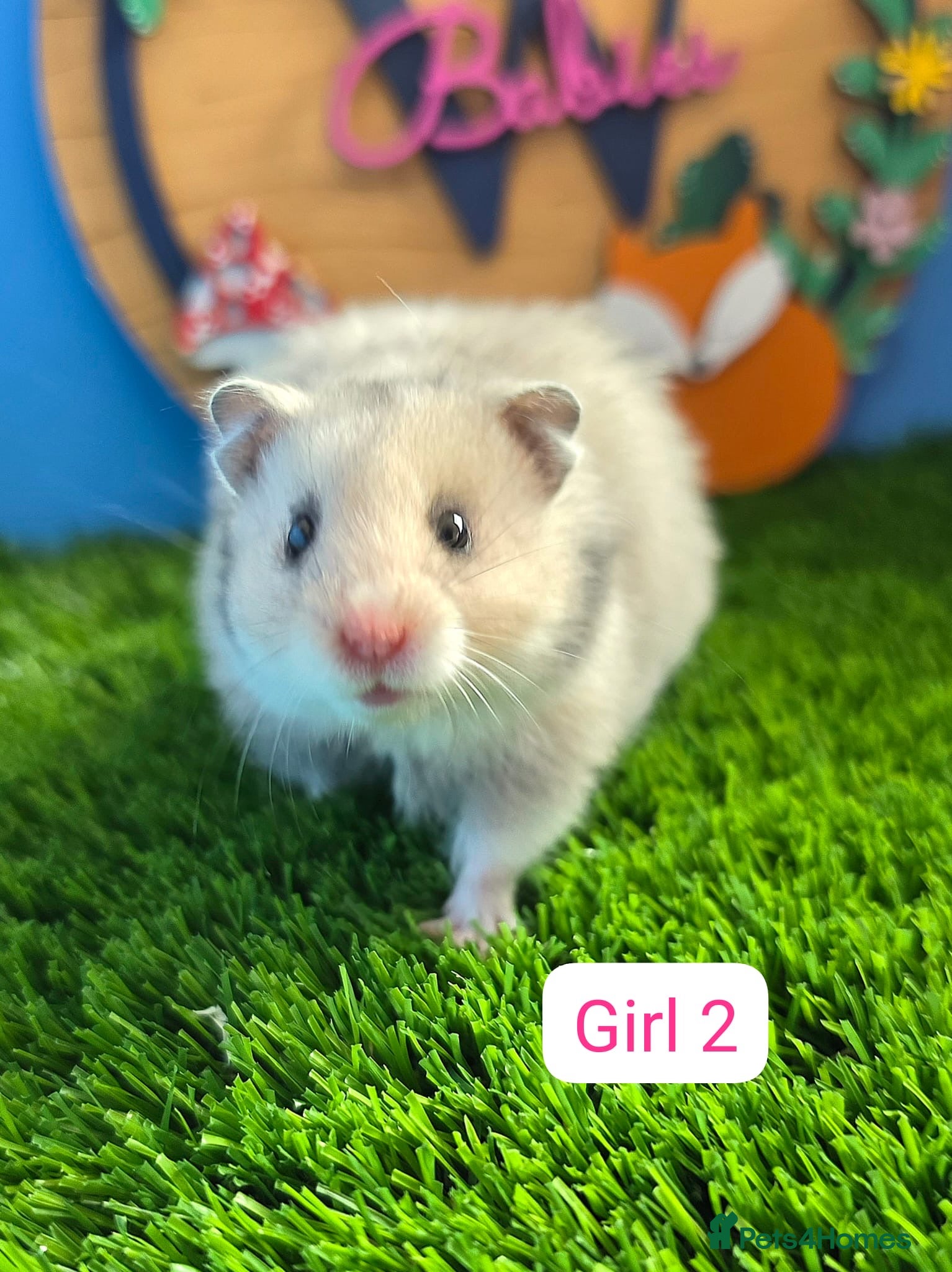 Hamster rodents Baby Syrian Hamsters Boys Girls Males Females  - Advert 1