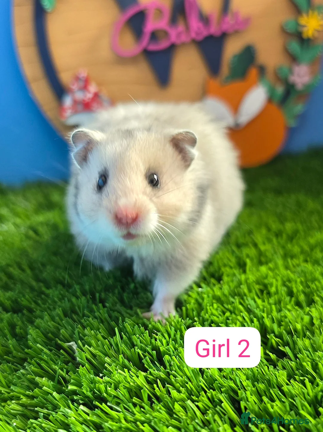 Hamster rodents for sale: Baby Syrian Hamsters Boys Girls Males Females  - Advert 1