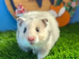 Hamster rodents for sale: Baby Syrian Hamsters Boys Girls Males Females - Advert 1