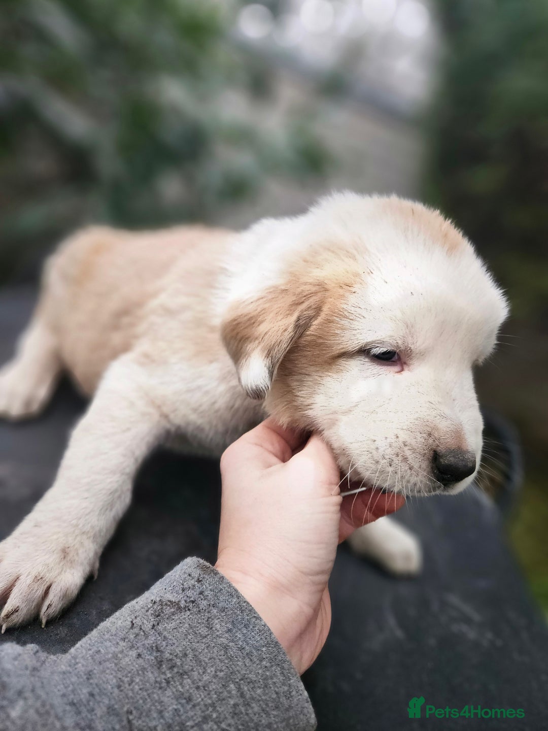 Central Asian Shepherd dogs for sale: Beautiful central Asian shepherd puppies - Advert 21