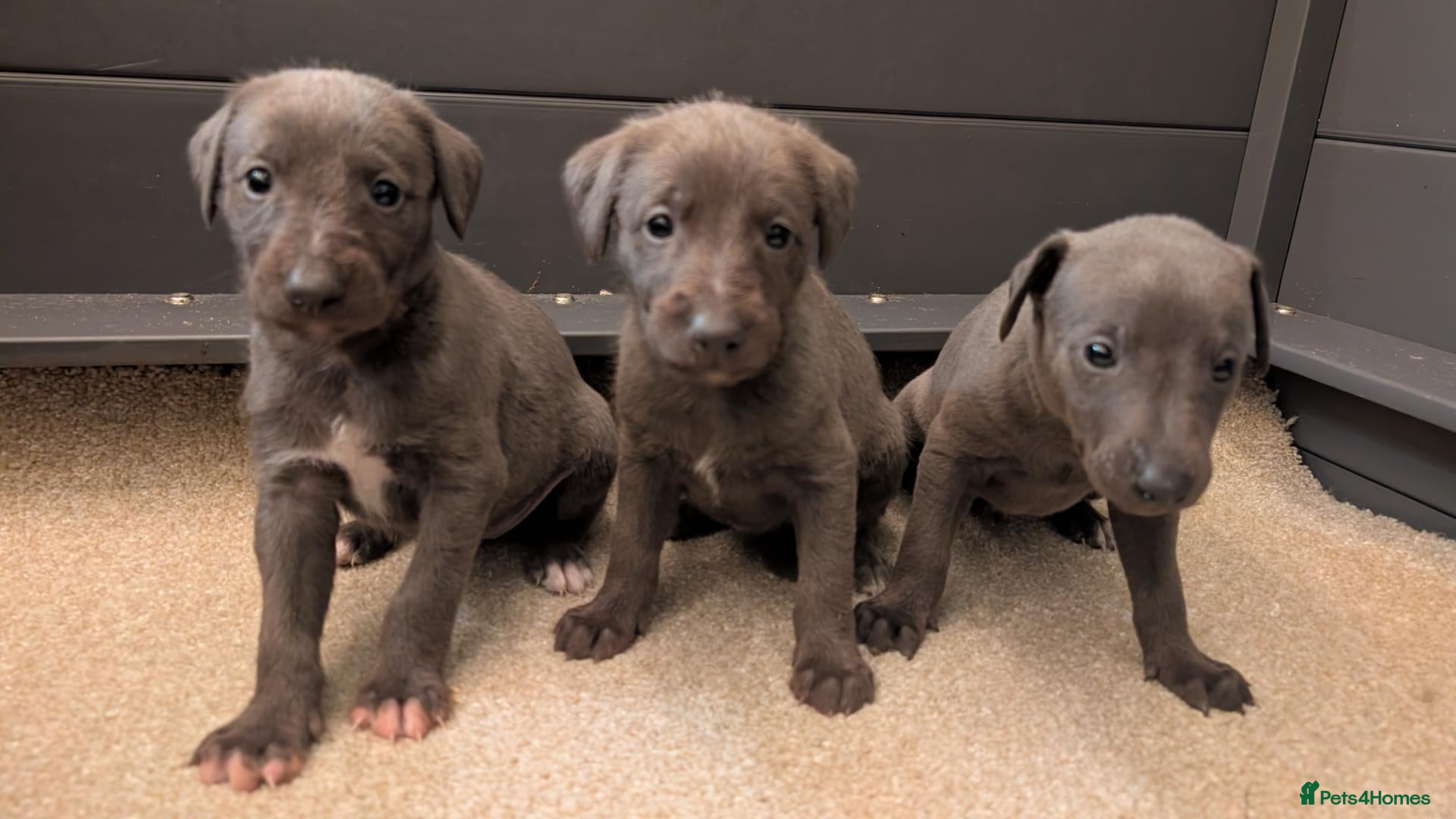 Mixed Breed dogs for sale: Bedlington Whippet puppies  - Advert 1