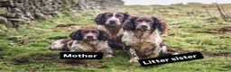 English Springer Spaniel dogs for stud: Fully health tested liver & white springer stud - Advert 4