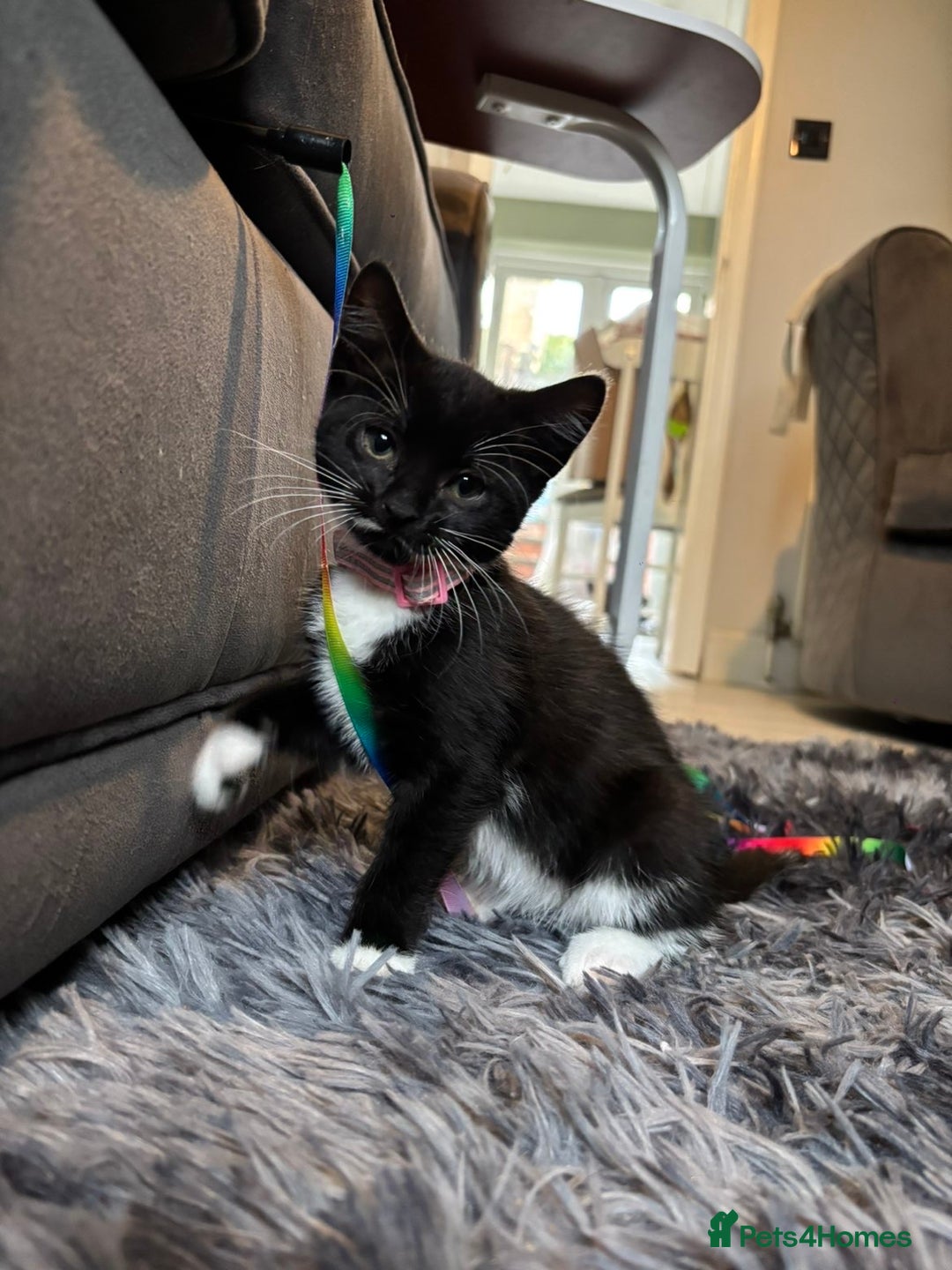 Mixed Breed cats for sale: 5 beautiful kittens available  - Advert 3