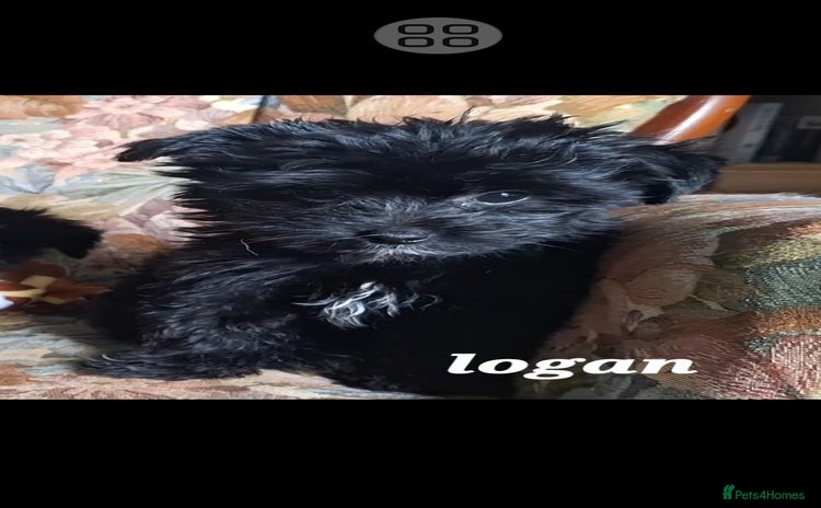 Mixed Breed dogs - Advert 10