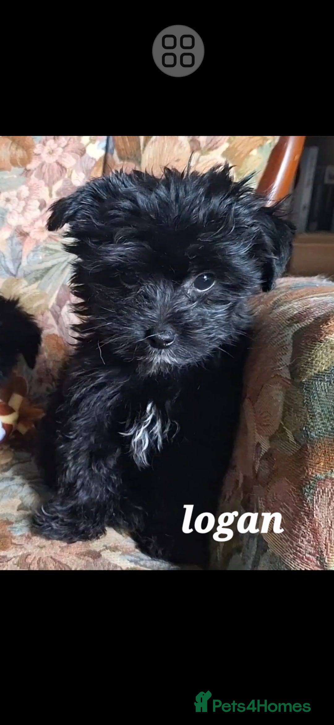 Mixed Breed dogs for sale: Biewer ( yorkshire terrier ) x chorkie puppies - Image 1