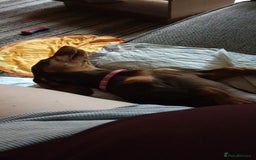 Dachshund dogs for sale:  11 week old Diva female Dachound - Image 9