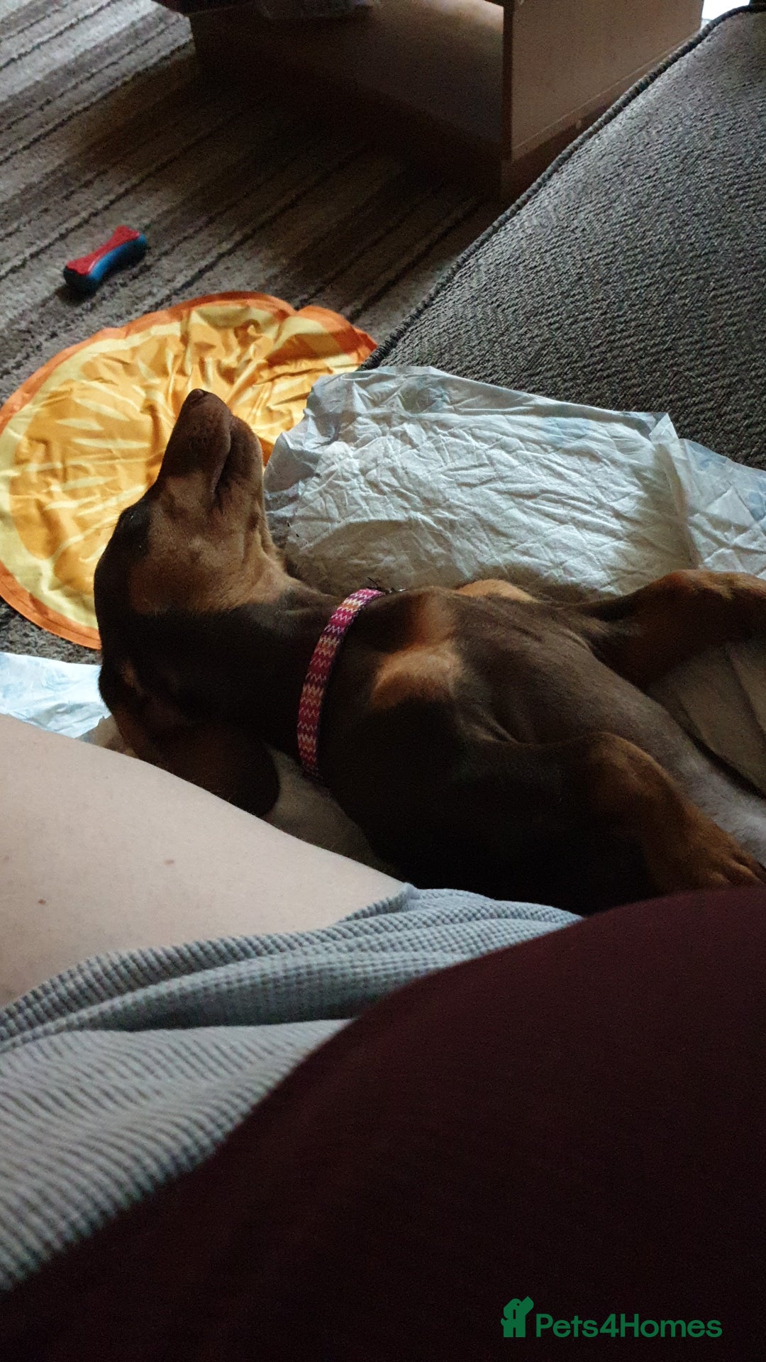 Dachshund dogs for sale:  11 week old Diva female Dachound - Image 9