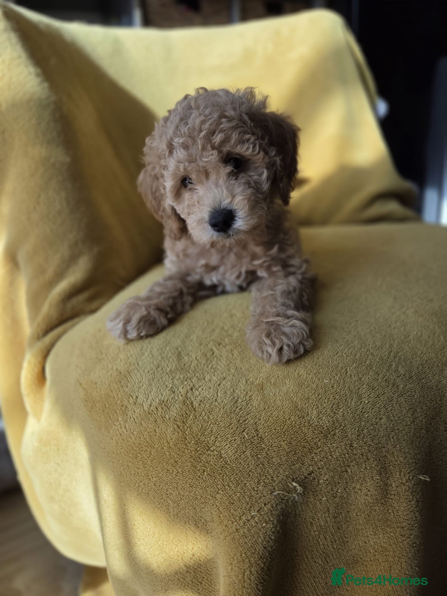 Mini Goldendoodle dogs Beautiful Minature Golden Doodles for sale - Advert 3