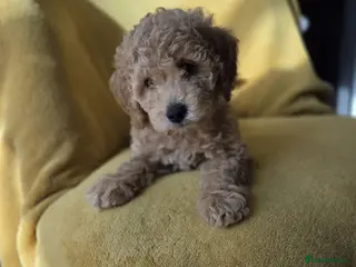 Mini Goldendoodle dogs Beautiful Minature Golden Doodles for sale - Advert 3