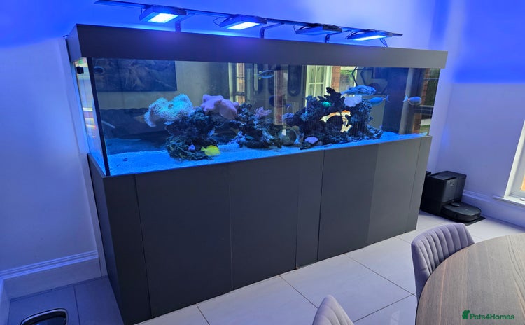 Angelfish fish - Advert 1