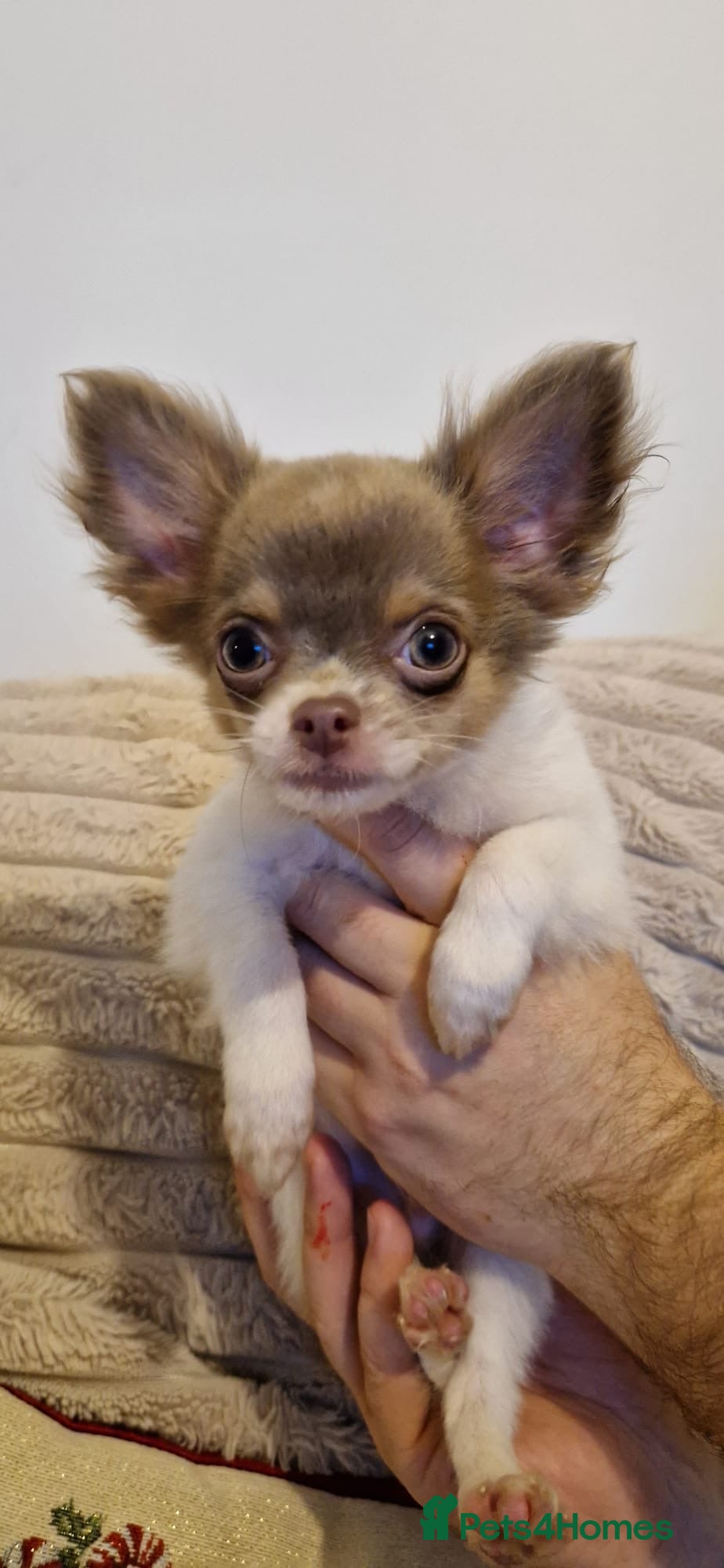 Chihuahua dogs Ready to go White/Lilac Parti Chihuahua - Advert 4