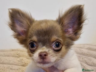 Chihuahua dogs Ready to go White/Lilac Parti Chihuahua - Advert 4