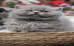 British Shorthair cats for sale: Show Quality Champions British Shorthair GCCF - Image 9