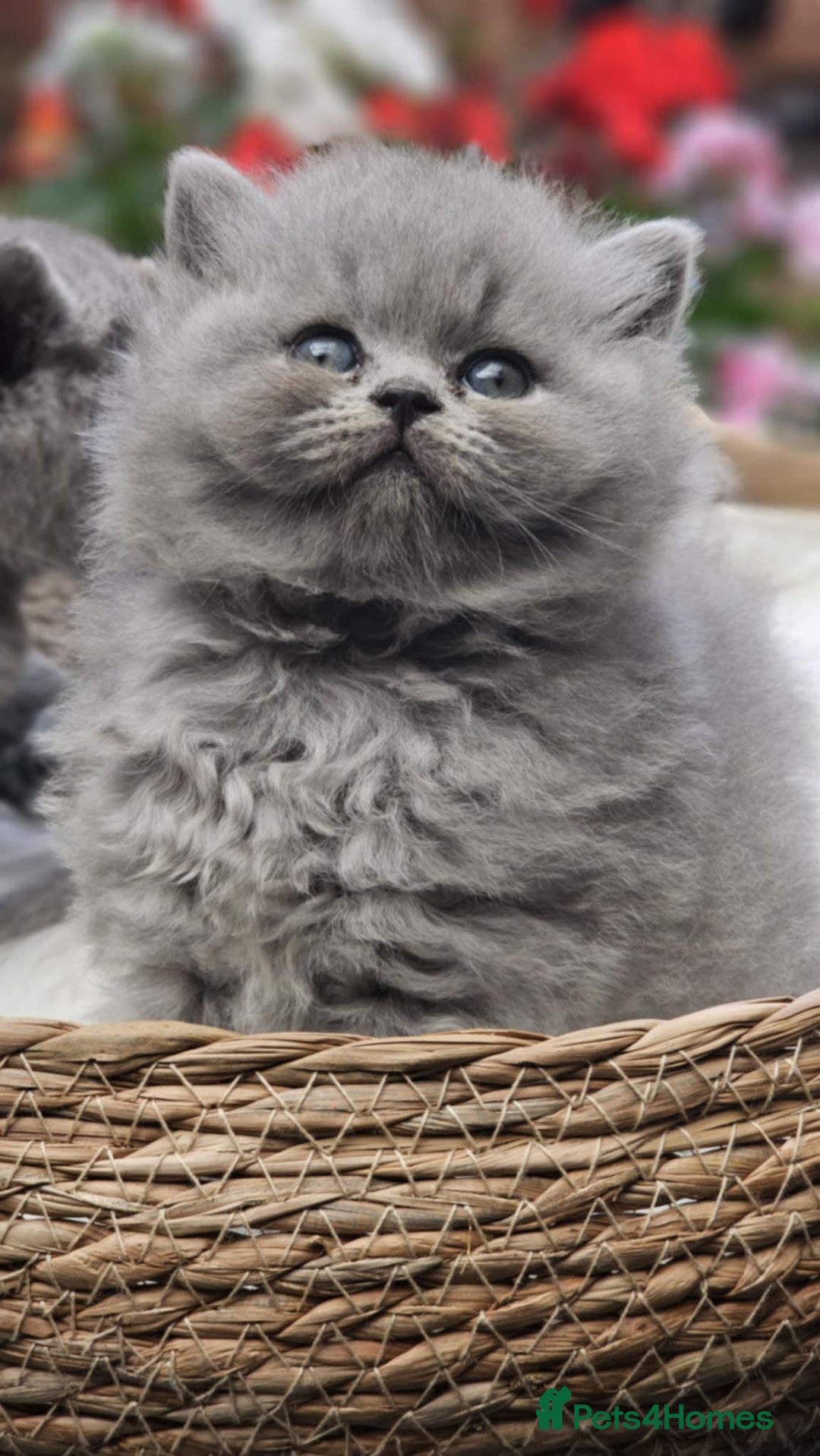 British Shorthair cats for sale: Show Quality Champions British Shorthair GCCF - Image 9