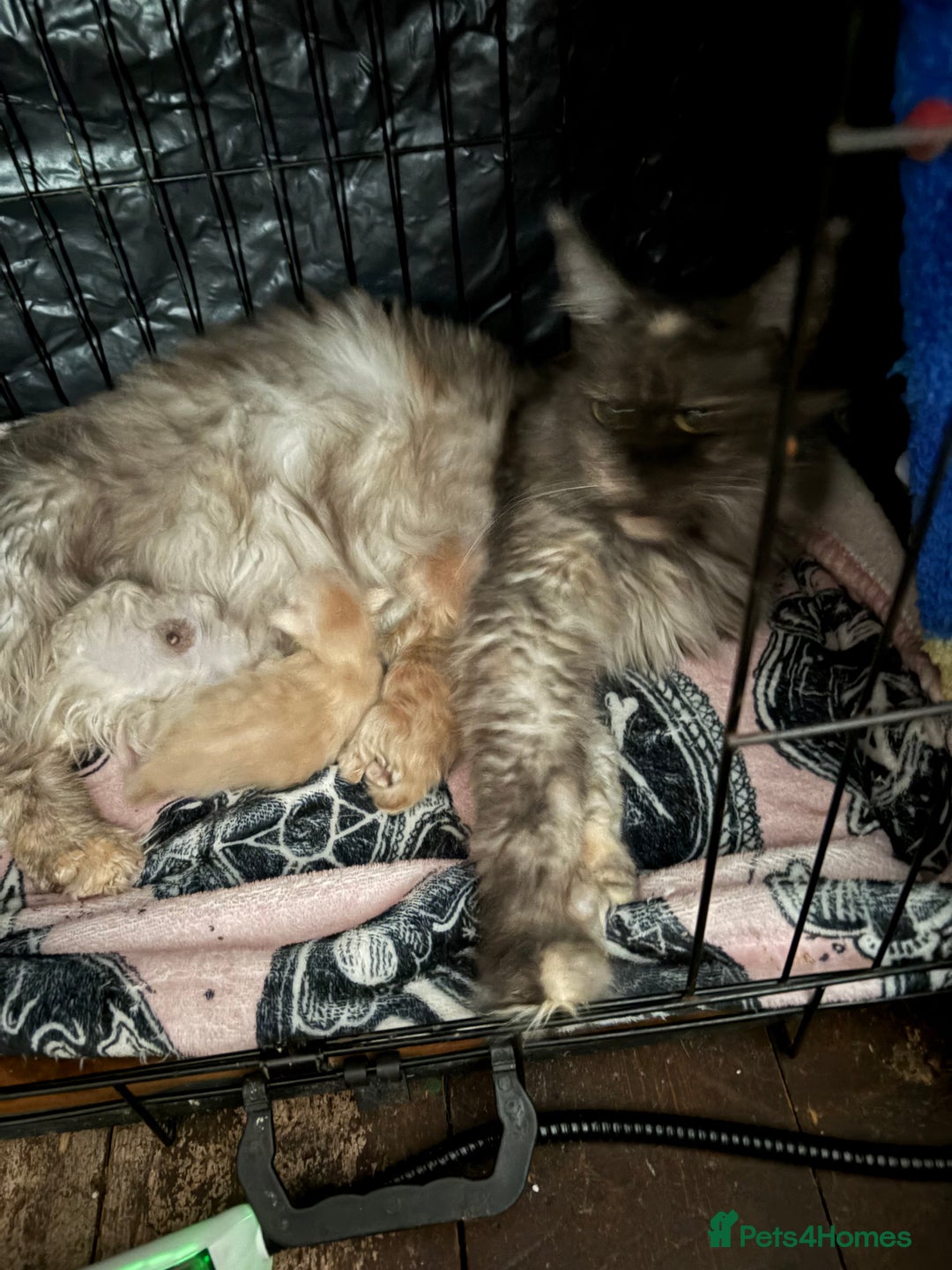 Maine Coon cats for sale: Last boy of litter - Advert 7