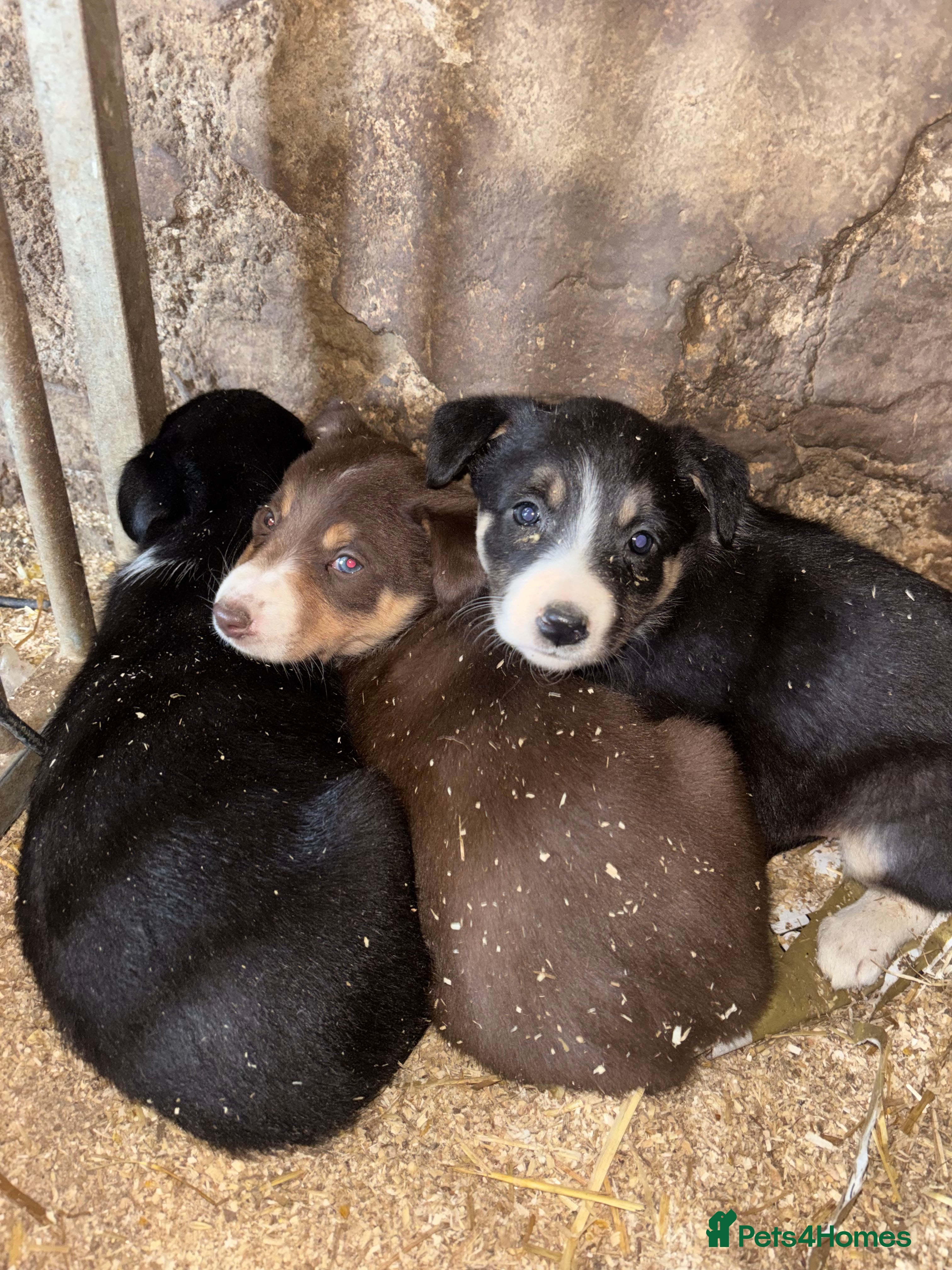 Border Collie dogs Collie pups  - Advert 4