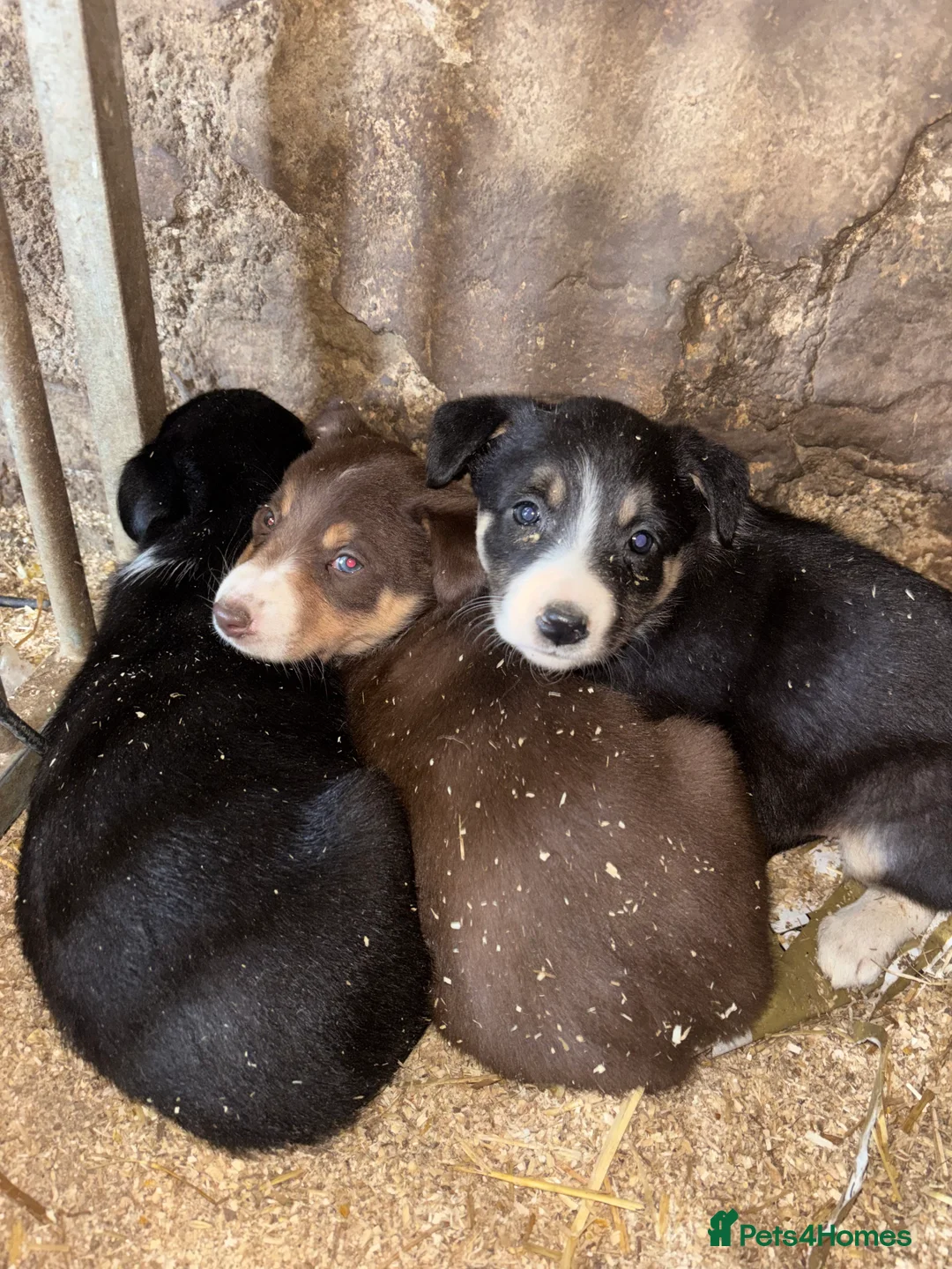 Border Collie dogs for sale: Collie pups  - Advert 1