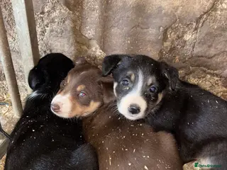 Border Collie dogs Collie pups - Advert 1