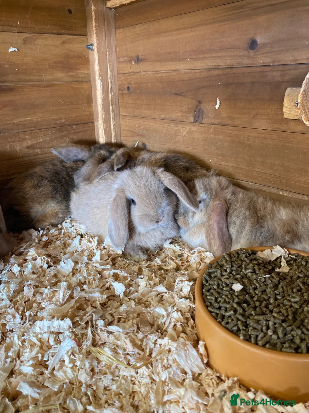 English Lop rabbits for sale: Beautiful English lop rabbits  - Advert 9