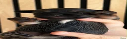 Mixed Breed dogs for sale: French bull tzu  - Advert 8