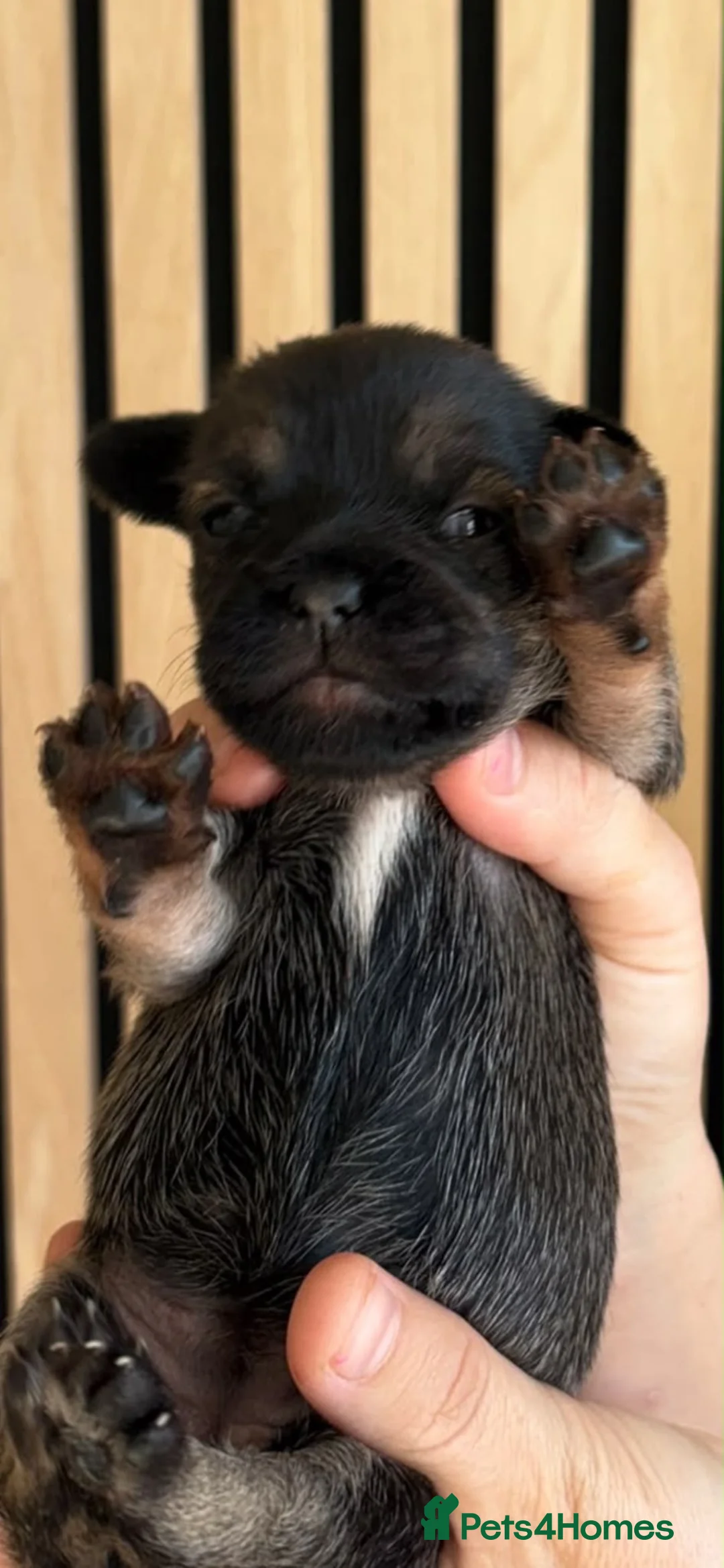 Mixed Breed dogs for sale: French bull tzu  - Advert 8