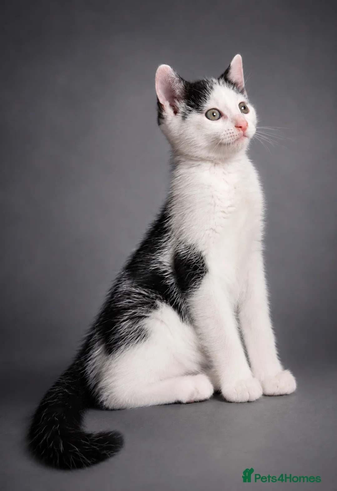 Mixed Breed cats for sale: Sweet kittens  - Advert 10
