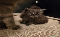 Maine Coon cats for sale: GCCF Maine Coon kittens  - Advert 17
