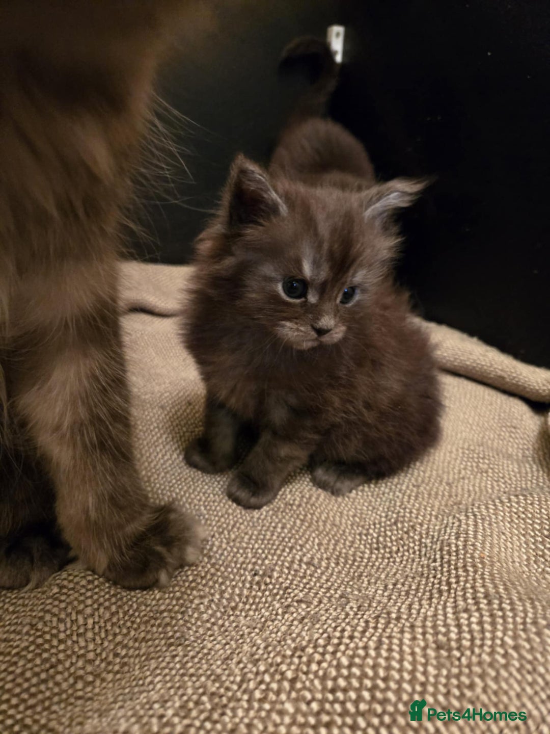 Maine Coon cats for sale: GCCF Maine Coon kittens  - Advert 17