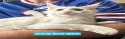 Maine Coon cats for sale: White Maine Coon Boy Kittens Ready NOW.  - Advert 6