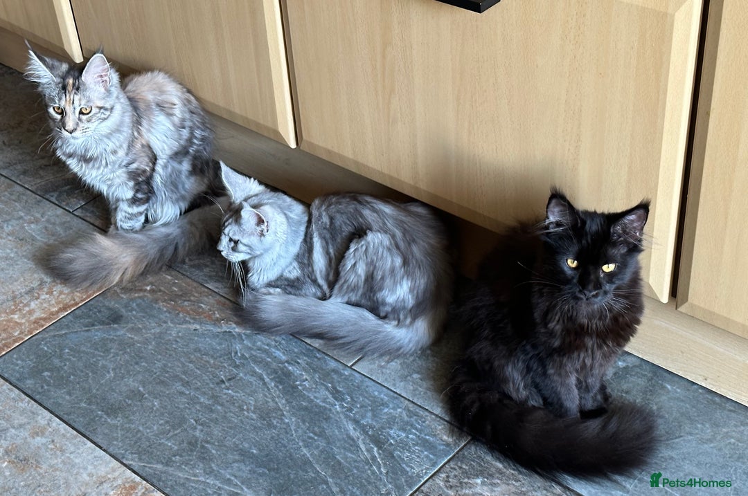 Maine Coon cats for sale:  Tica active registered Beauitful big kittens  in Wednesbury - Image 11